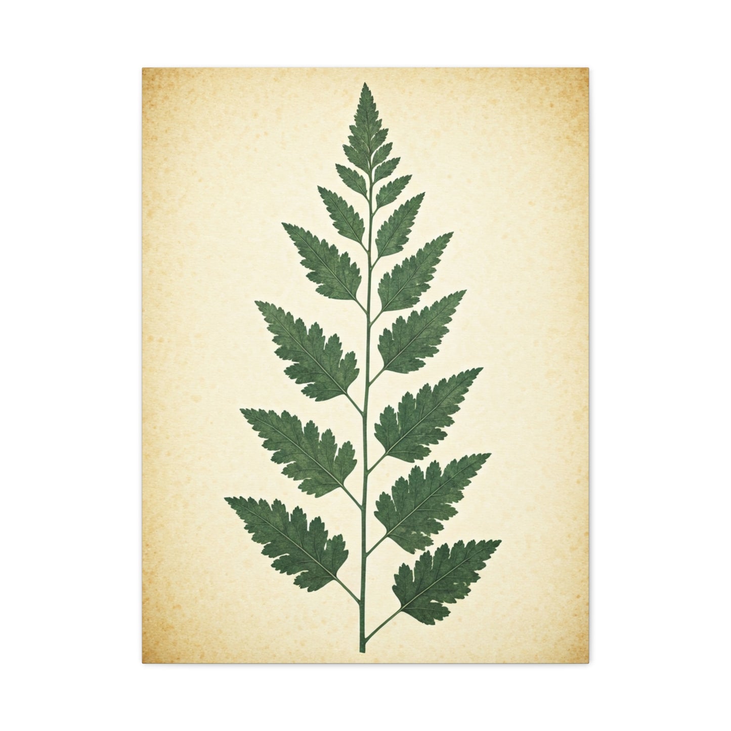 Vintage Fern Study Wall Art & Canvas Prints