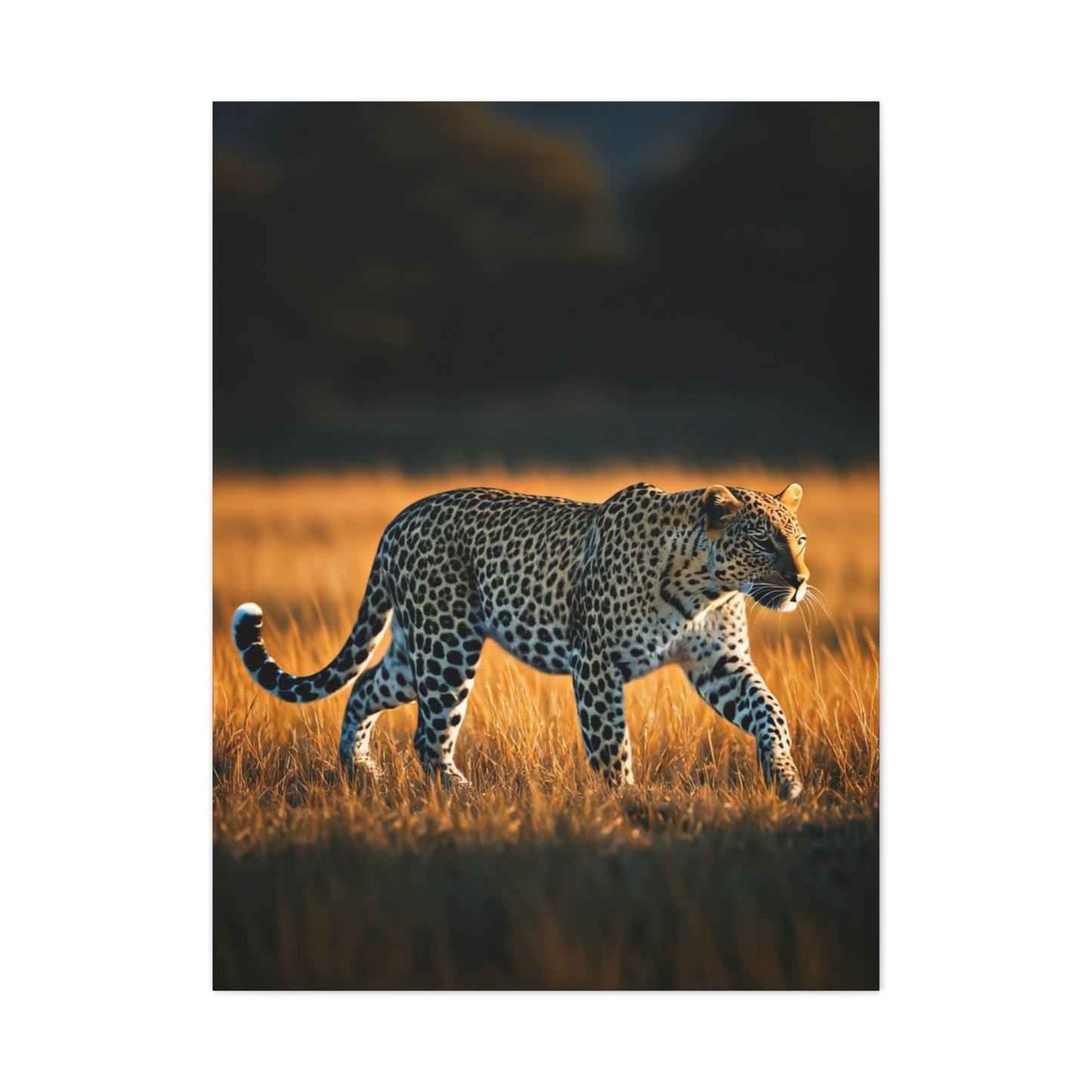 Lone Cheetah in Tall Grass Wilderness Wall Art & Canvas Prints