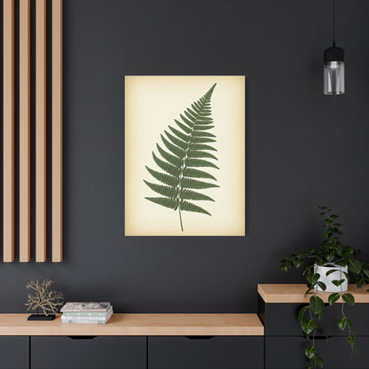 Fern Frond Illustration Wall Art & Canvas Prints