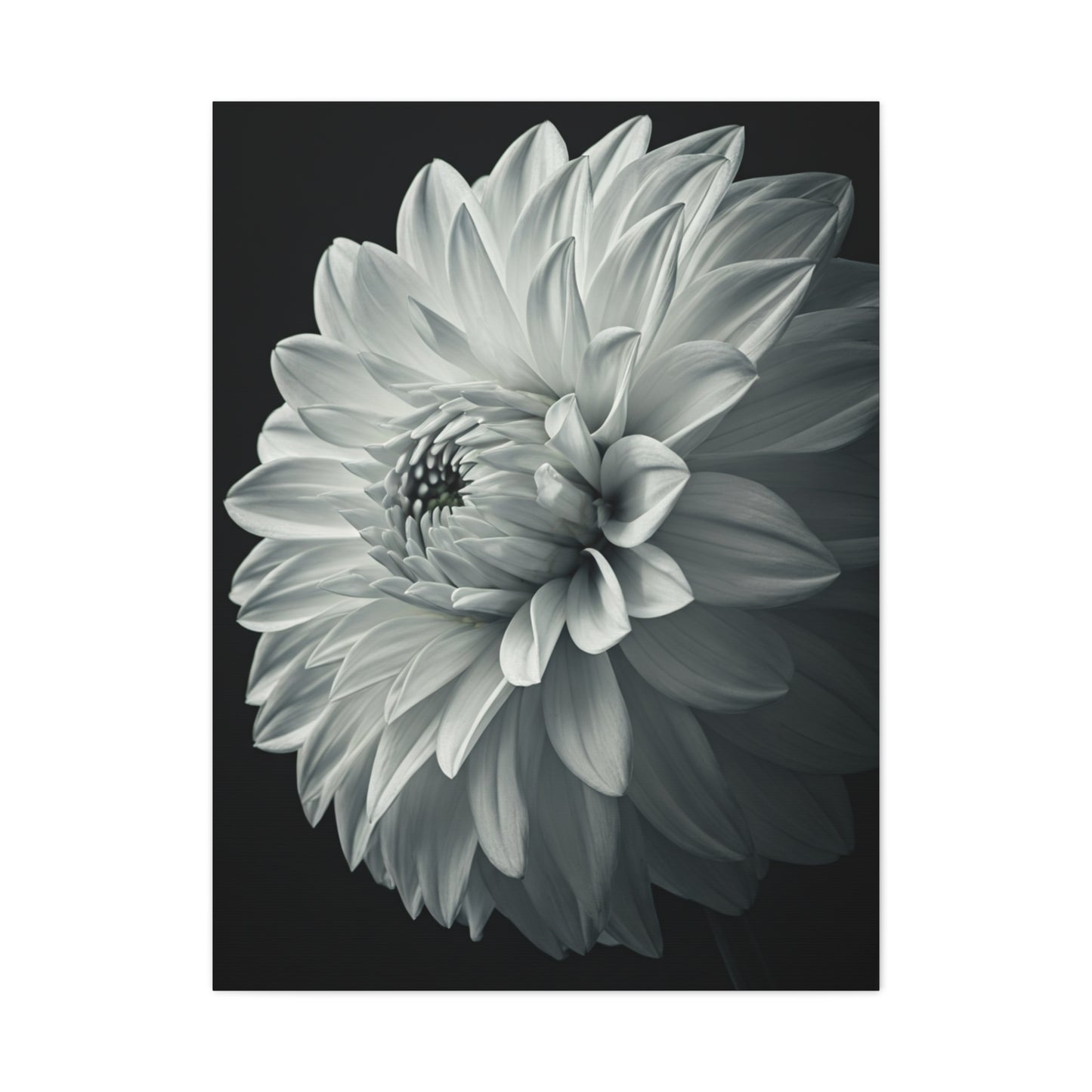 Silver Dahlia Blossom Wall Art & Canvas Prints