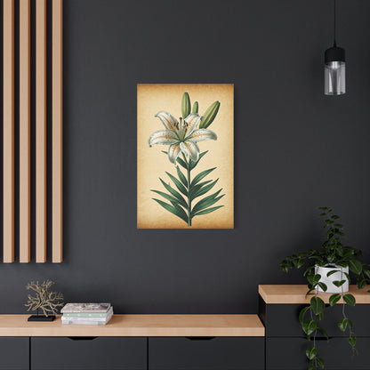 Lily Blossom Illustration Wall Art & Canvas Prints