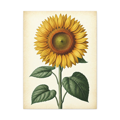 Sunflower Illustration Wall Art & Canvas Prints