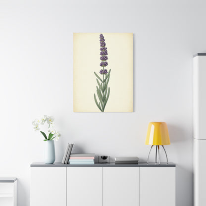 Lavender Stem Illustration Wall Art & Canvas Prints