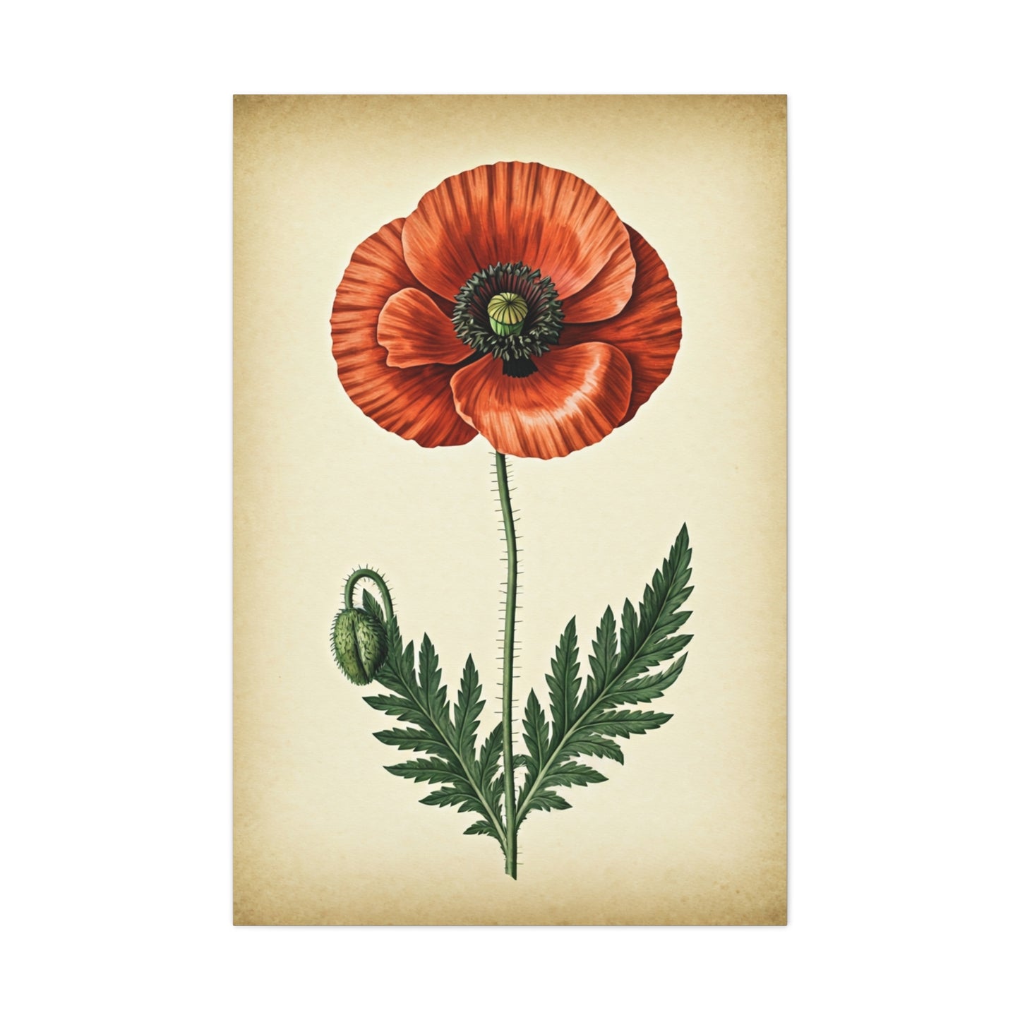 Poppy Flower Vintage Study Wall Art & Canvas Prints