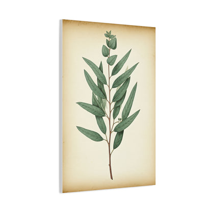 Eucalyptus Branch Illustration Wall Art & Canvas Prints