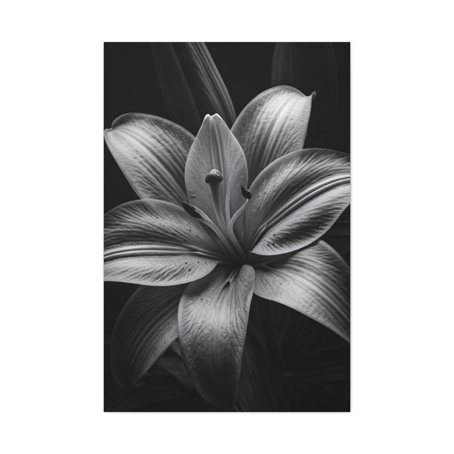 Monochrome Lily Bloom Wall Art & Canvas Prints