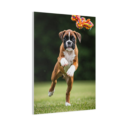 Playful Leap Boxer Wall Art & Canvas Print