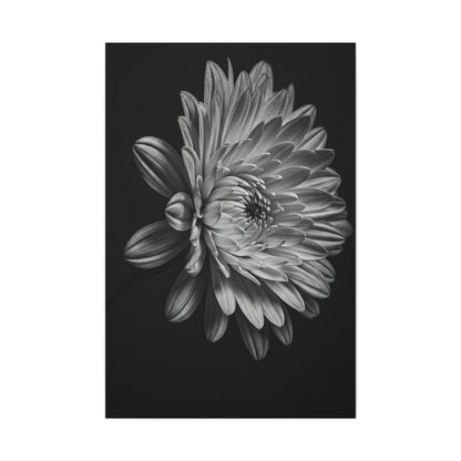 Side Profile Dahlia Bloom Wall Art & Canvas Prints