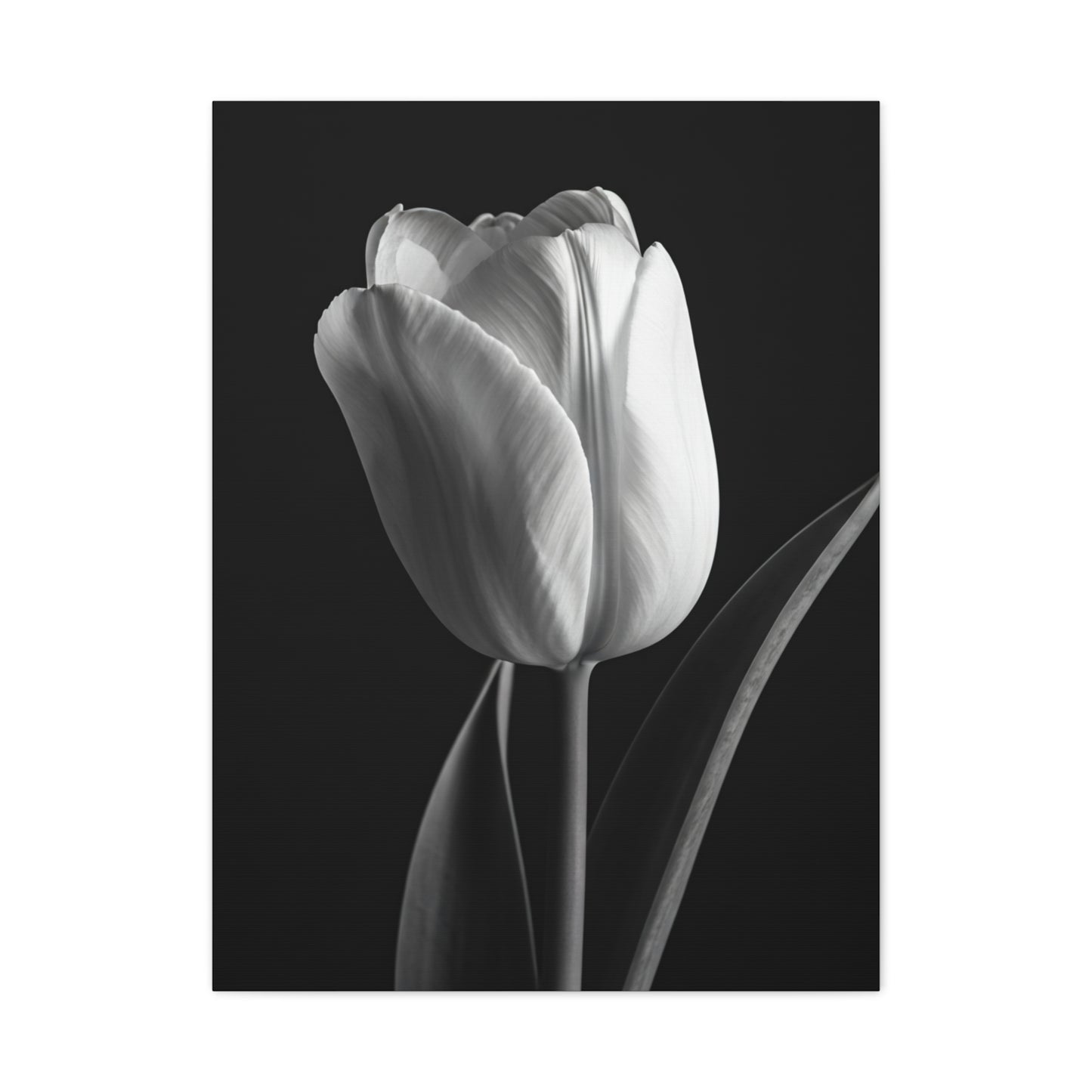 Single Tulip Elegance Monochrome Wall Art & Canvas Prints