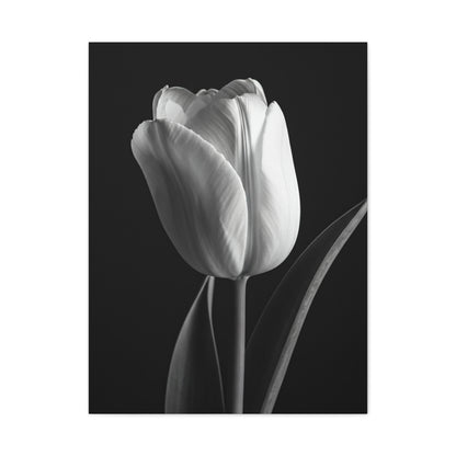 Single Tulip Elegance Monochrome Wall Art & Canvas Prints