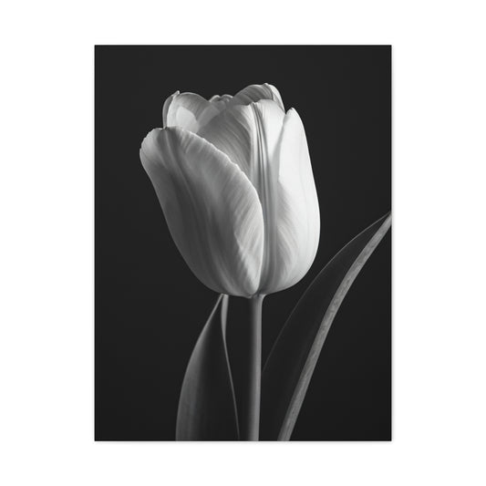 Single Tulip Elegance Monochrome Wall Art & Canvas Prints