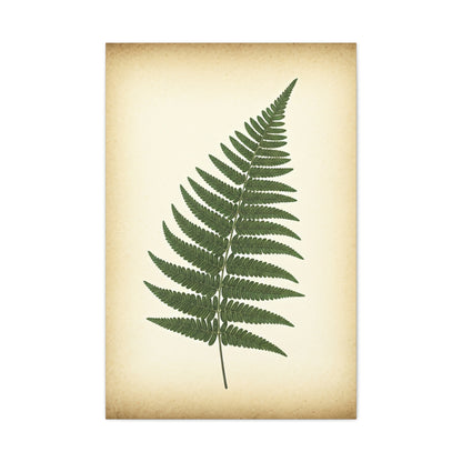 Fern Frond Illustration Wall Art & Canvas Prints