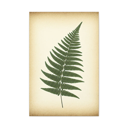 Fern Frond Illustration Wall Art & Canvas Prints
