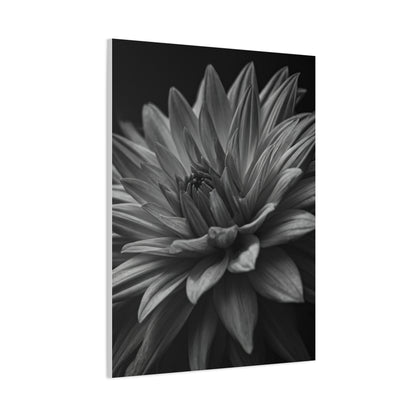 Monochrome Layered Dahlia Bloom Wall Art & Canvas Prints
