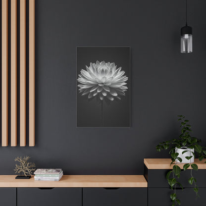 Symmetrical Dahlia Bloom Wall Art & Canvas Prints