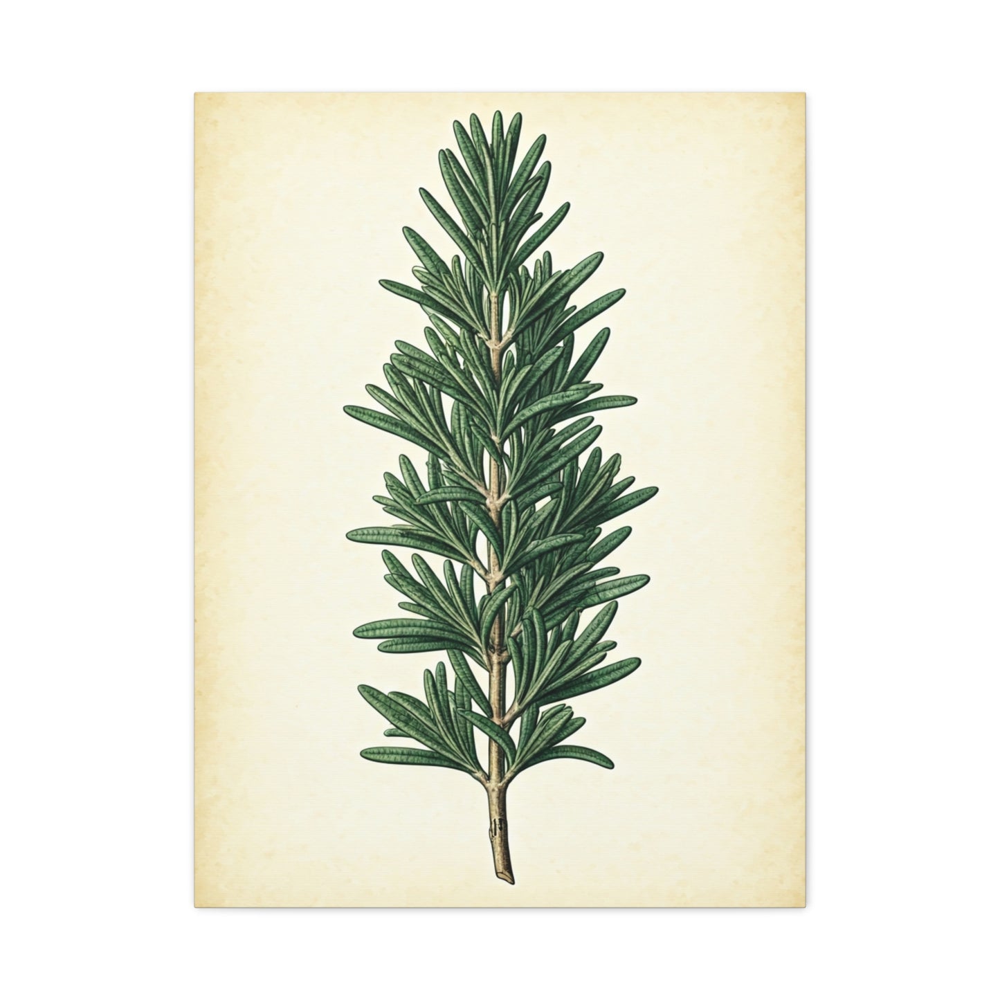 Rosemary Herb Vintage Study Wall Art & Canvas Prints
