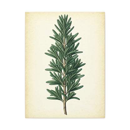 Rosemary Herb Vintage Study Wall Art & Canvas Prints