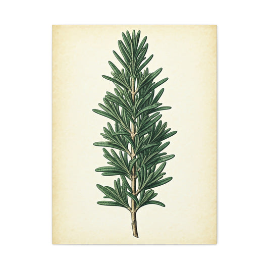 Rosemary Herb Vintage Study Wall Art & Canvas Prints