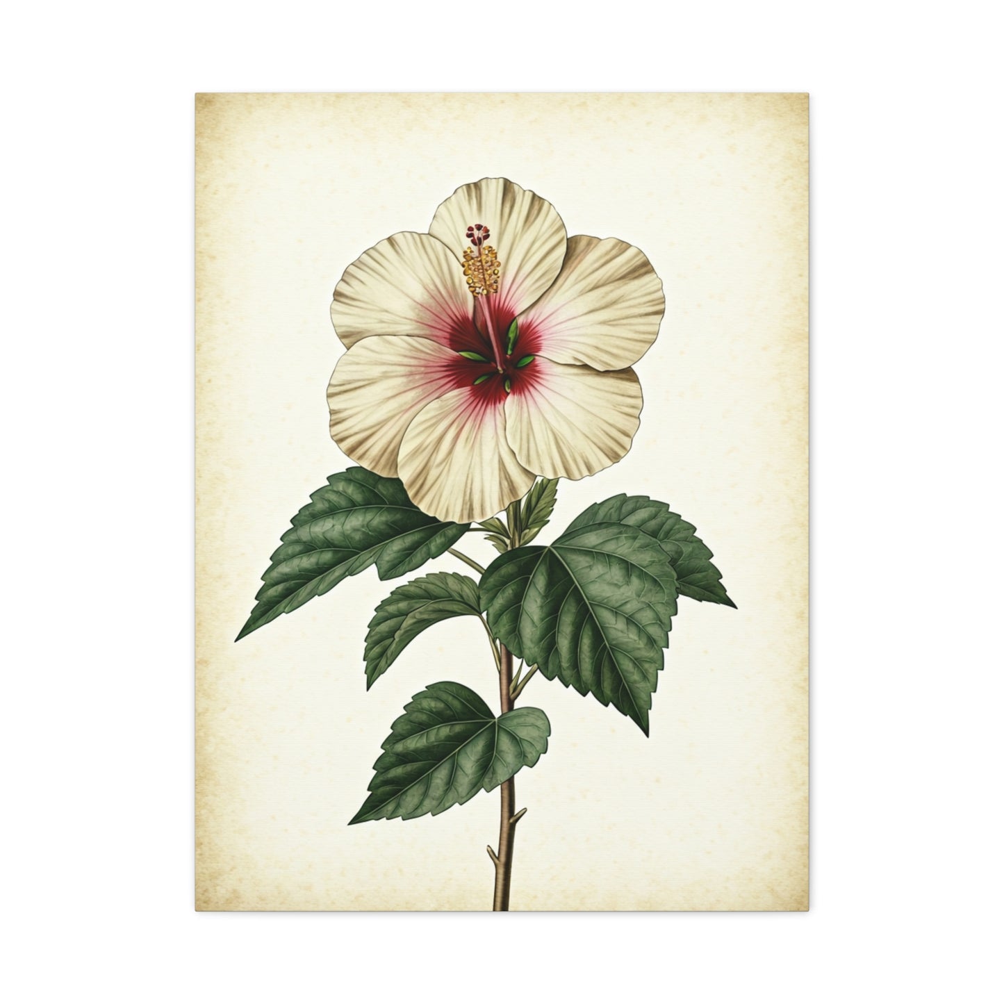 White Hibiscus Illustration Wall Art & Canvas Prints