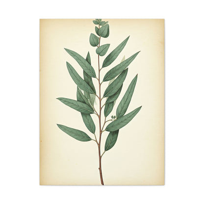 Eucalyptus Branch Illustration Wall Art & Canvas Prints