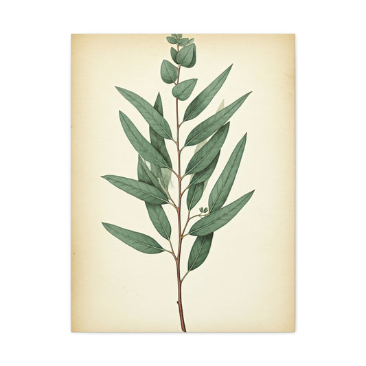 Eucalyptus Branch Illustration Wall Art & Canvas Prints