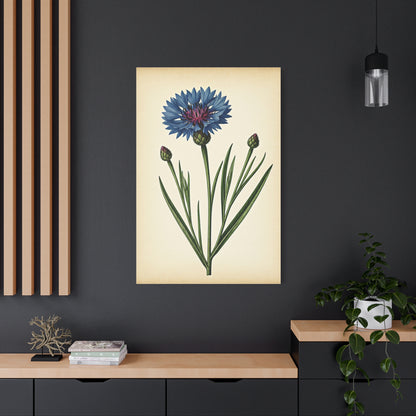 Cornflower Wildflower Illustration Wall Art & Canvas Prints