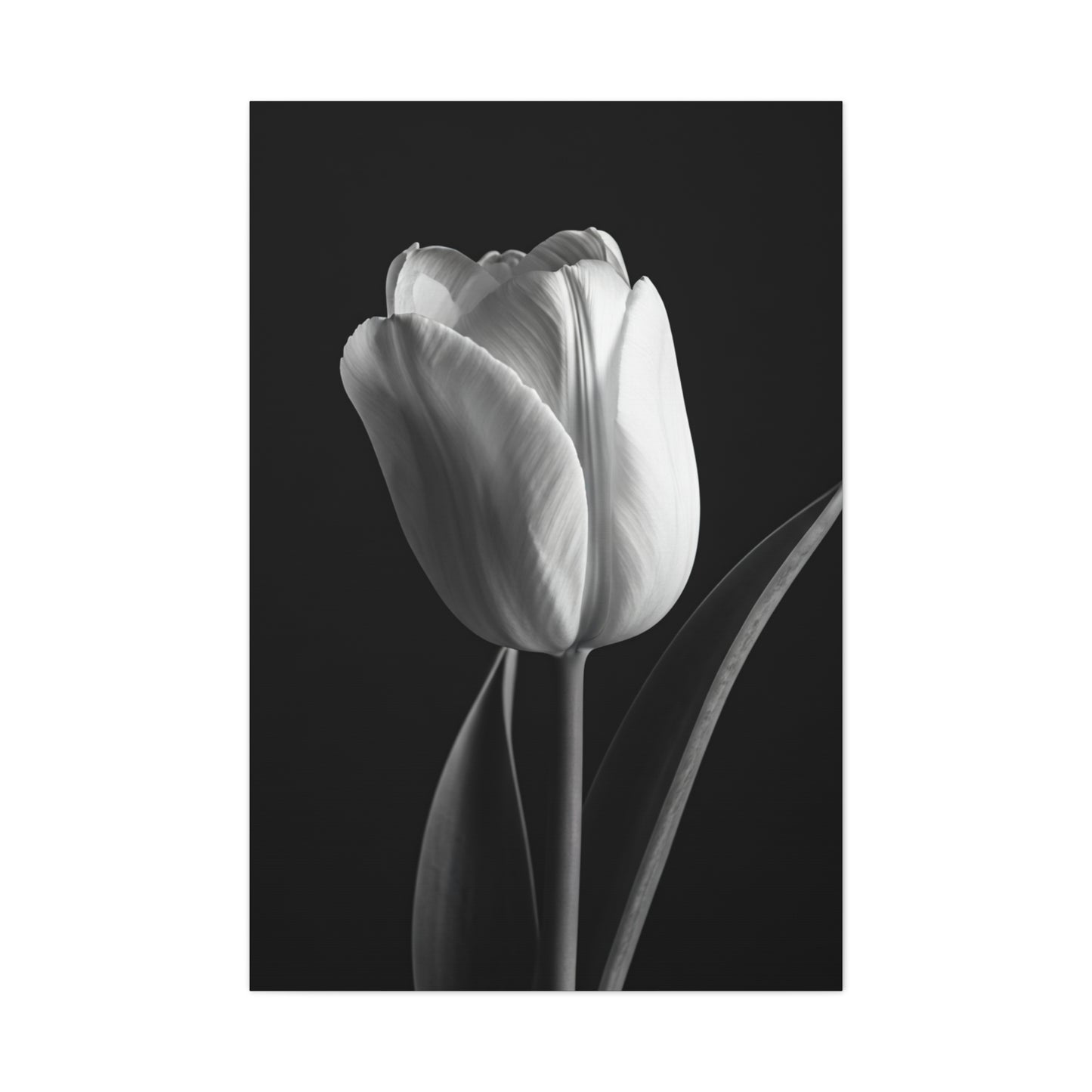 Single Tulip Elegance Monochrome Wall Art & Canvas Prints