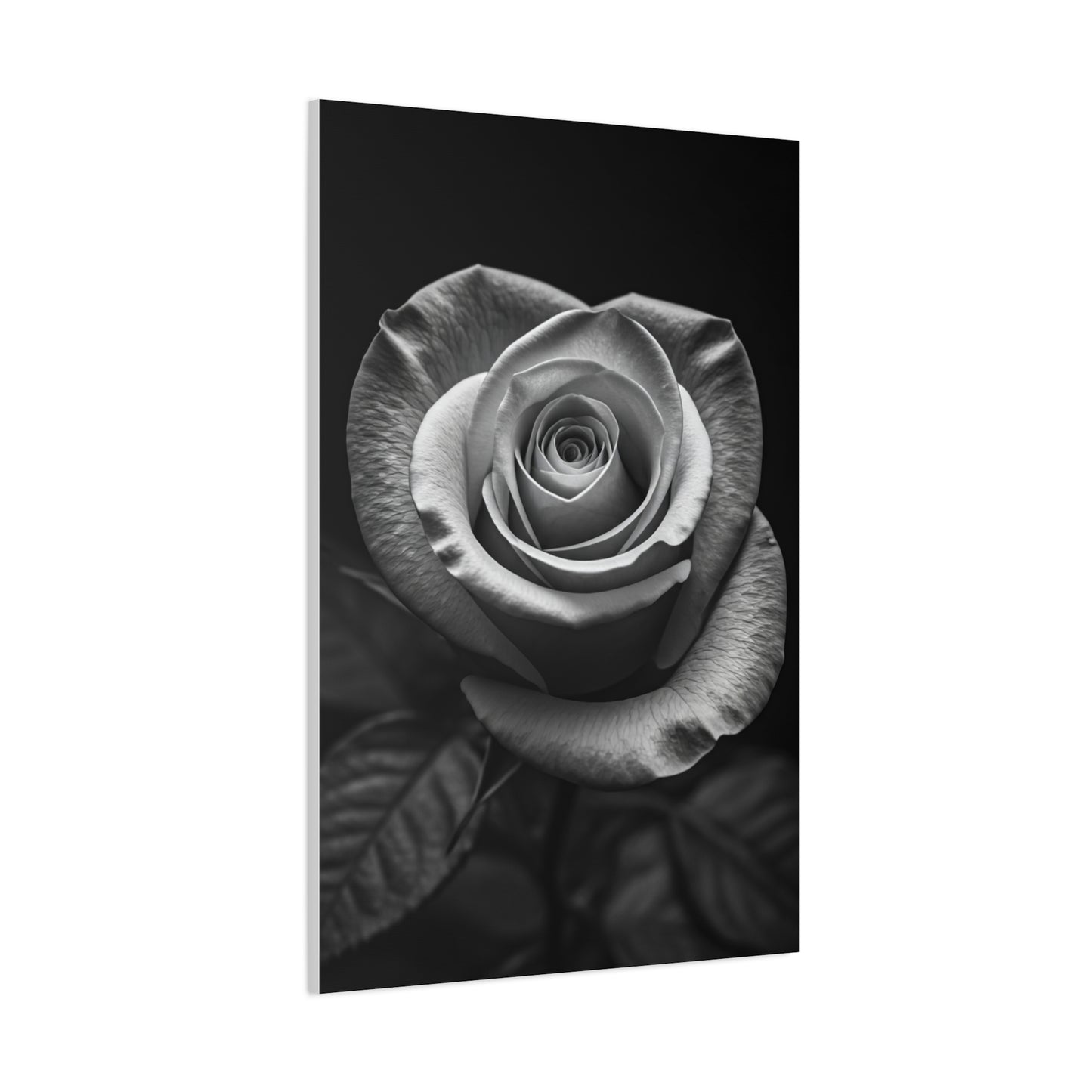 Classic Rose Close-Up Monochrome Wall Art & Canvas Prints