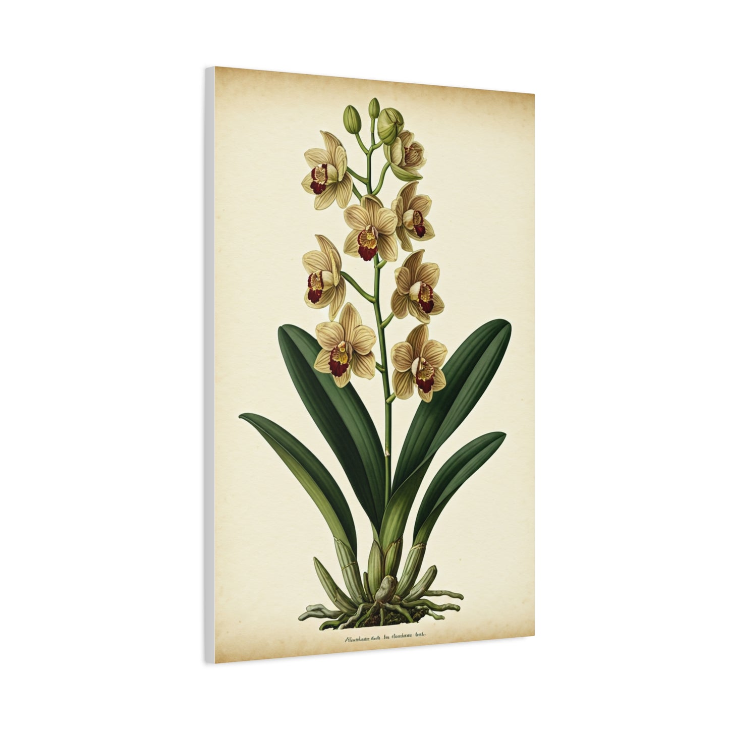 Vintage Wildflower Study Wall Art & Canvas Prints