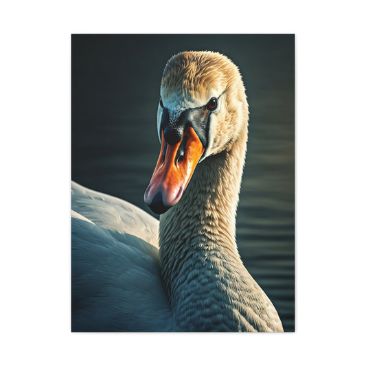 Serene Swan Reflection Wall Art & Canvas Prints