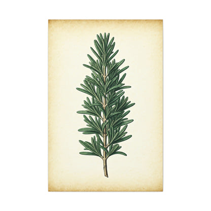 Rosemary Herb Vintage Study Wall Art & Canvas Prints
