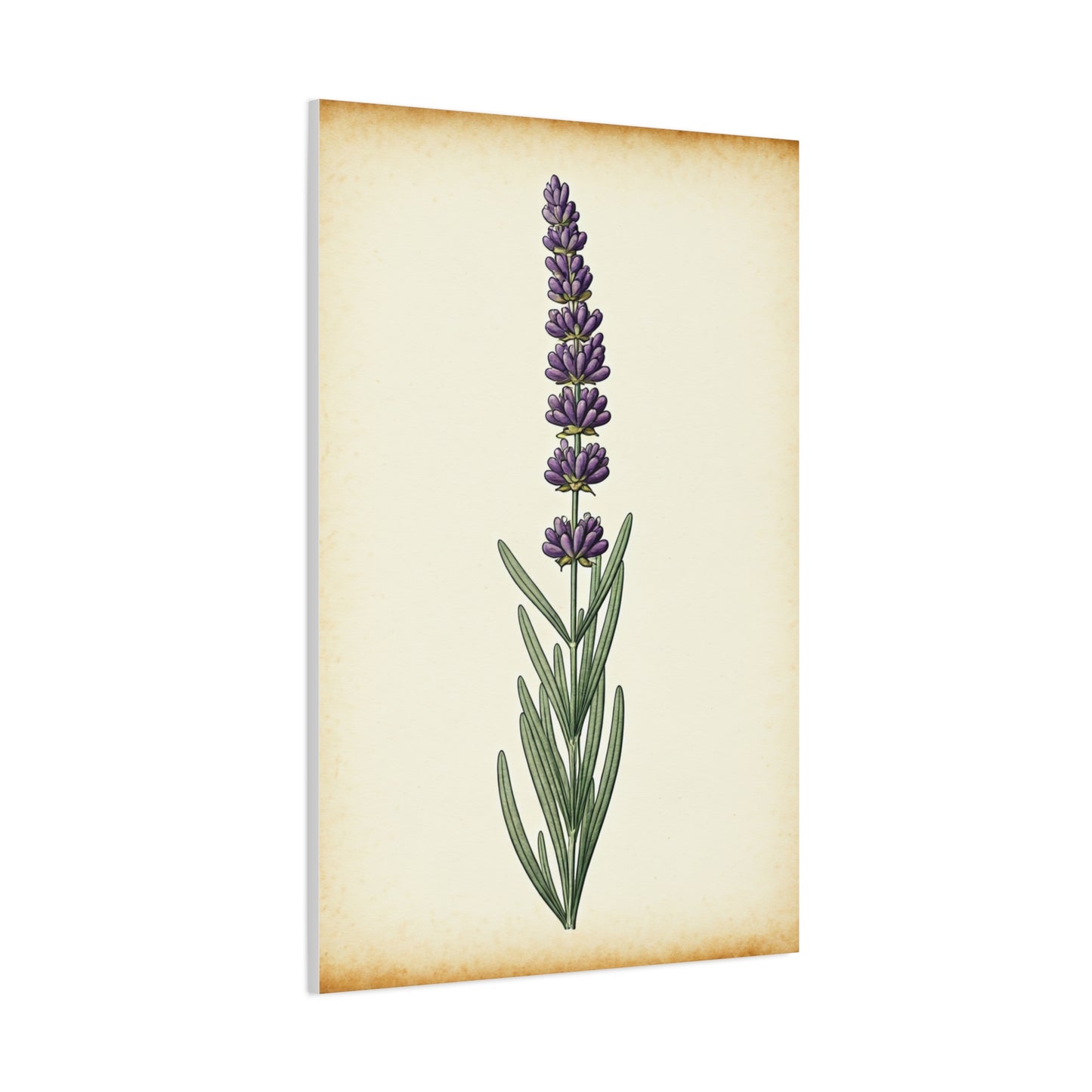 Lavender Stem Illustration Wall Art & Canvas Prints