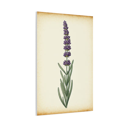 Lavender Stem Illustration Wall Art & Canvas Prints