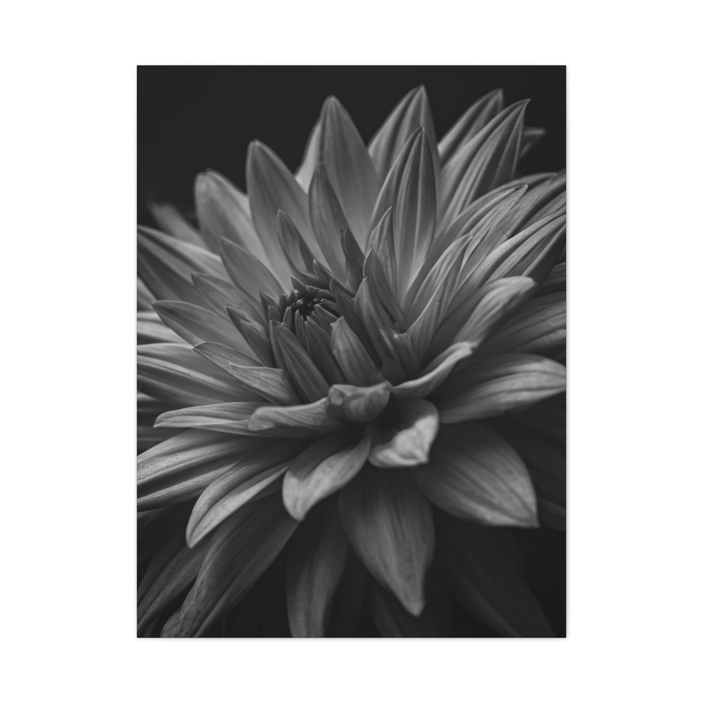 Monochrome Layered Dahlia Bloom Wall Art & Canvas Prints