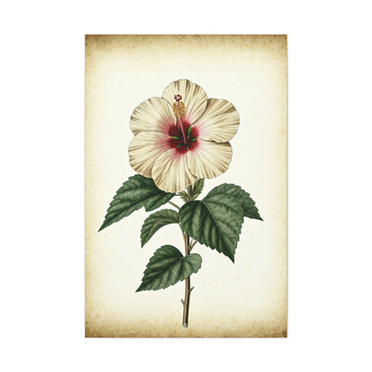 White Hibiscus Illustration Wall Art & Canvas Prints