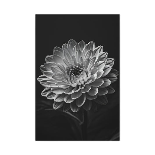 Full Bloom Dahlia Portrait Wall Art & Canvas Prints