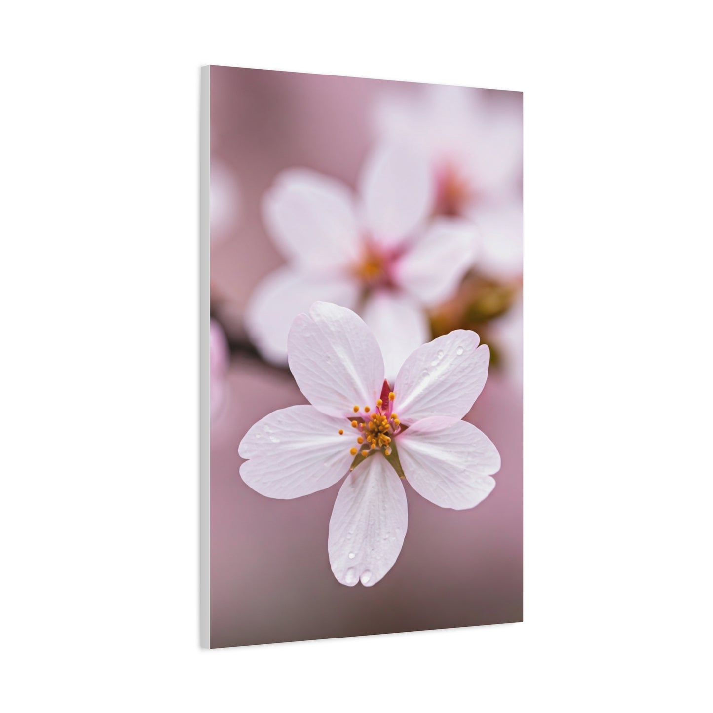 Soft Sakura Petal Macro Photography Wall Art & Canvas Prints