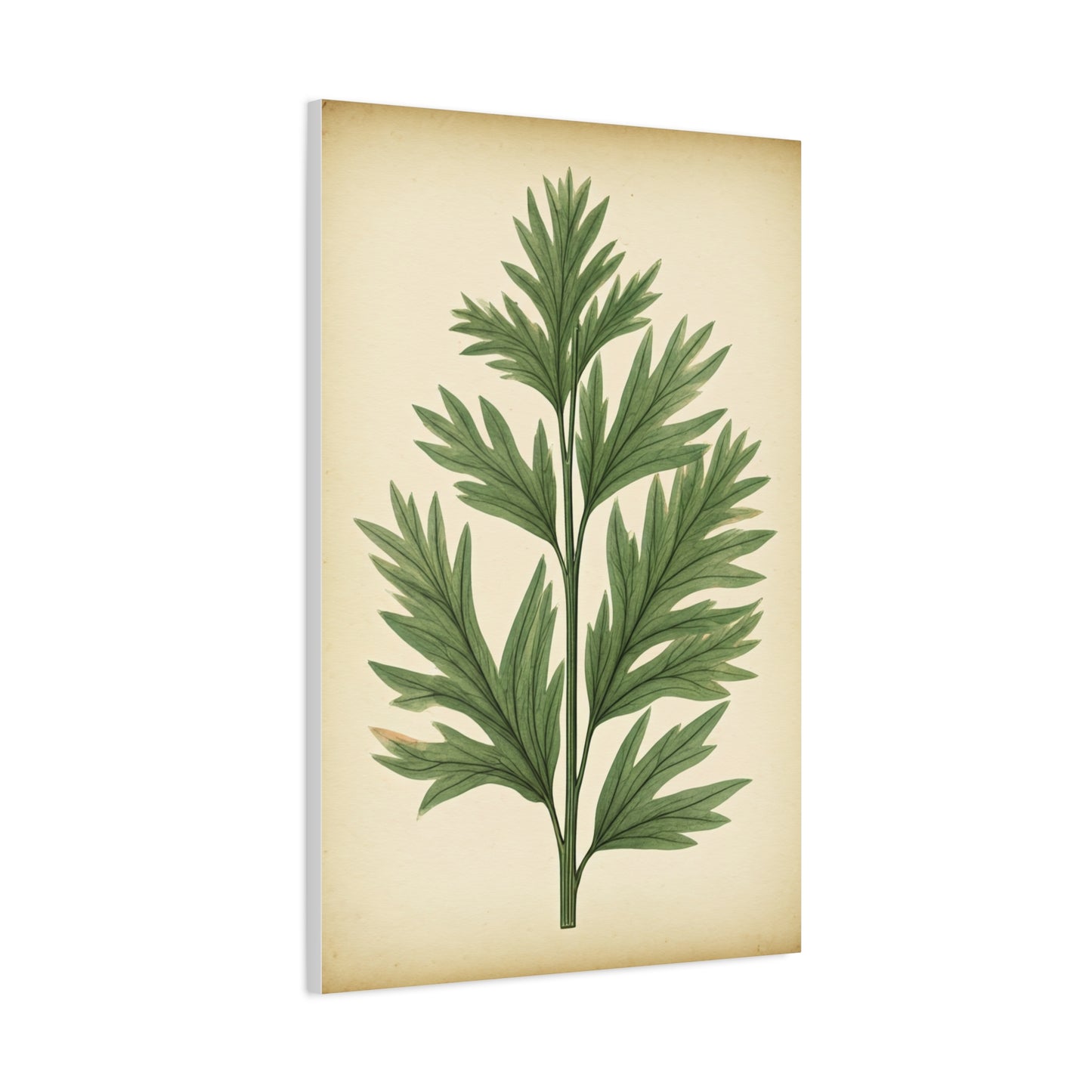 Botanical Herb Study Vintage Wall Art & Canvas Prints