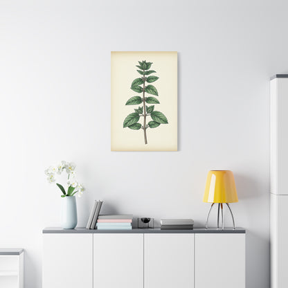 Mint Plant Herbal Illustration Wall Art & Canvas Prints