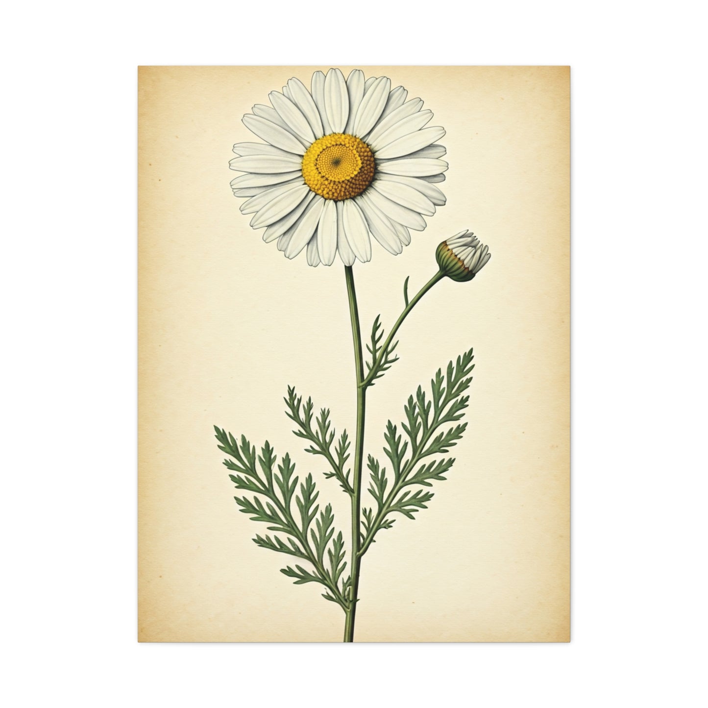 Wild Daisy Illustration Wall Art & Canvas Prints