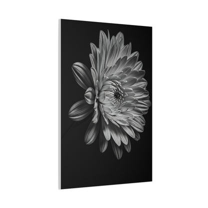Side Profile Dahlia Bloom Wall Art & Canvas Prints