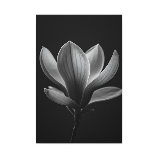 Magnolia Blossom Serenity Monochrome Wall Art & Canvas Prints