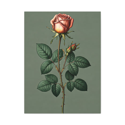 Vintage Rose Study Illustration Wall Art & Canvas Prints