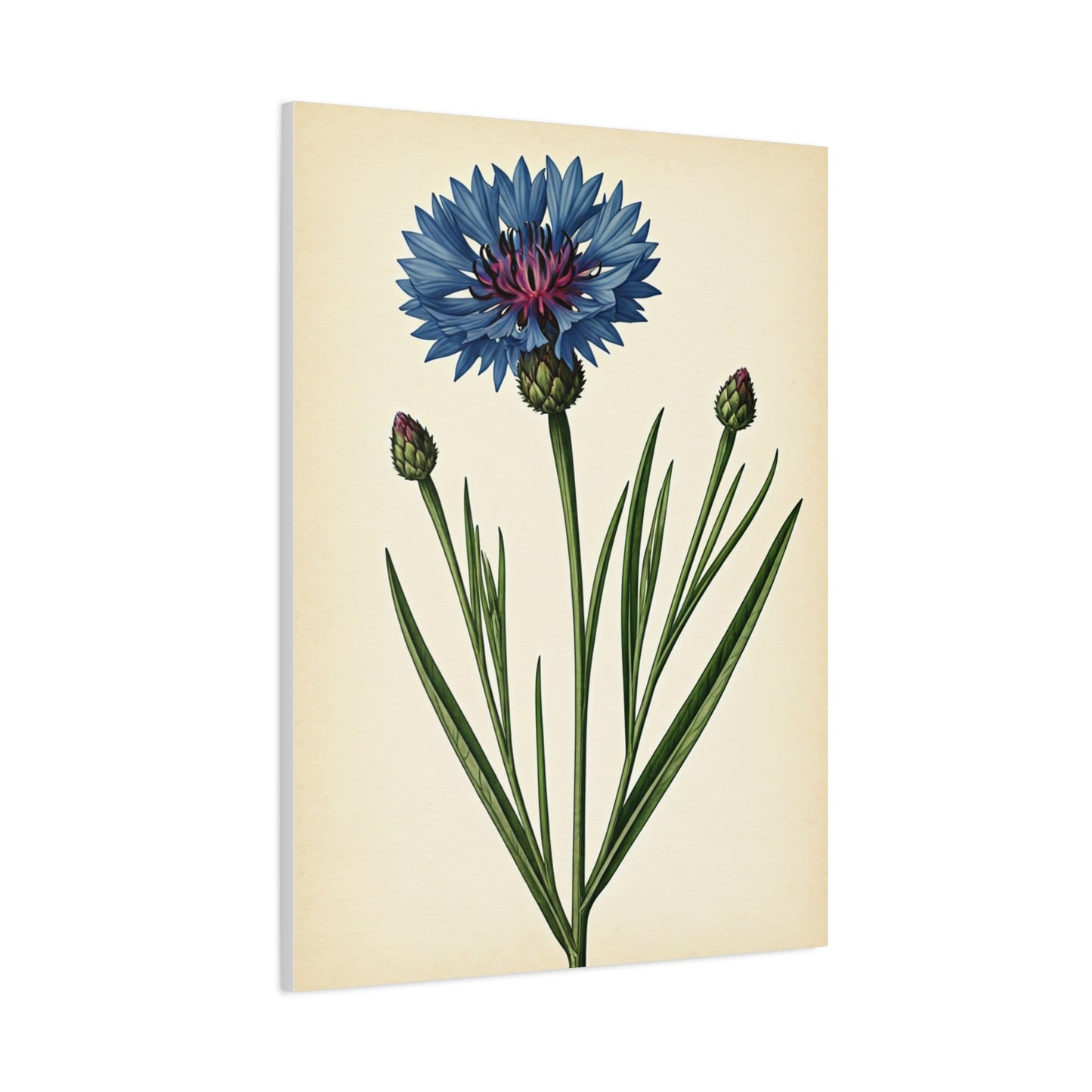 Cornflower Wildflower Illustration Wall Art & Canvas Prints