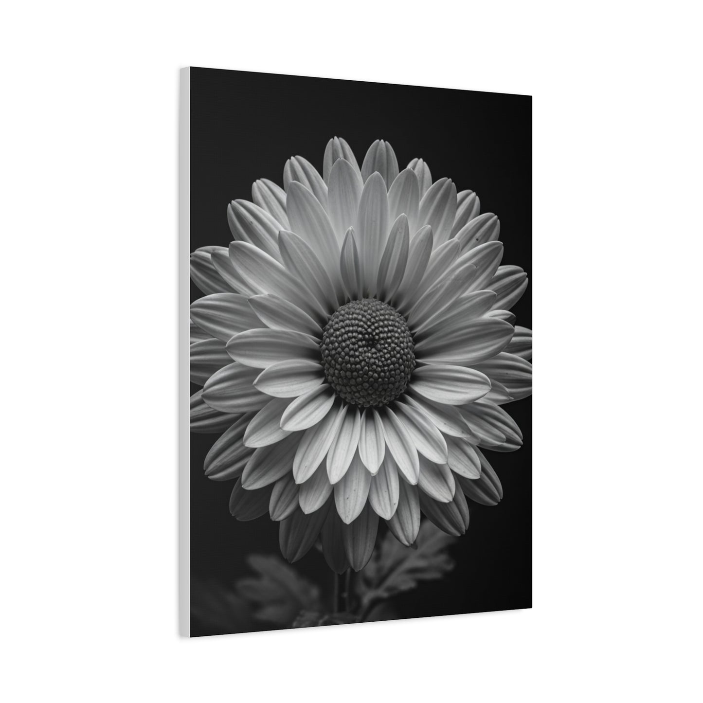 Monochrome Daisy Bloom Portrait Wall Art & Canvas Prints