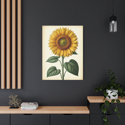 Sunflower Illustration Wall Art & Canvas Prints