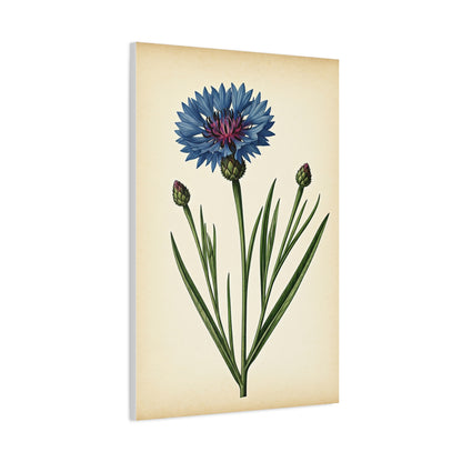 Cornflower Wildflower Illustration Wall Art & Canvas Prints