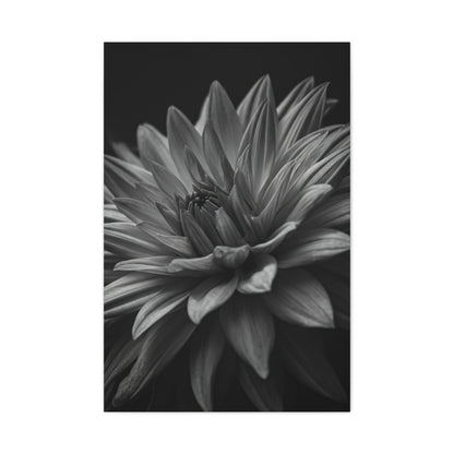 Monochrome Layered Dahlia Bloom Wall Art & Canvas Prints