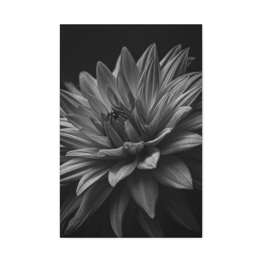 Monochrome Layered Dahlia Bloom Wall Art & Canvas Prints