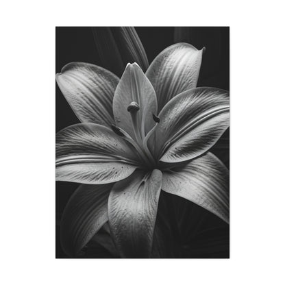 Monochrome Lily Bloom Wall Art & Canvas Prints